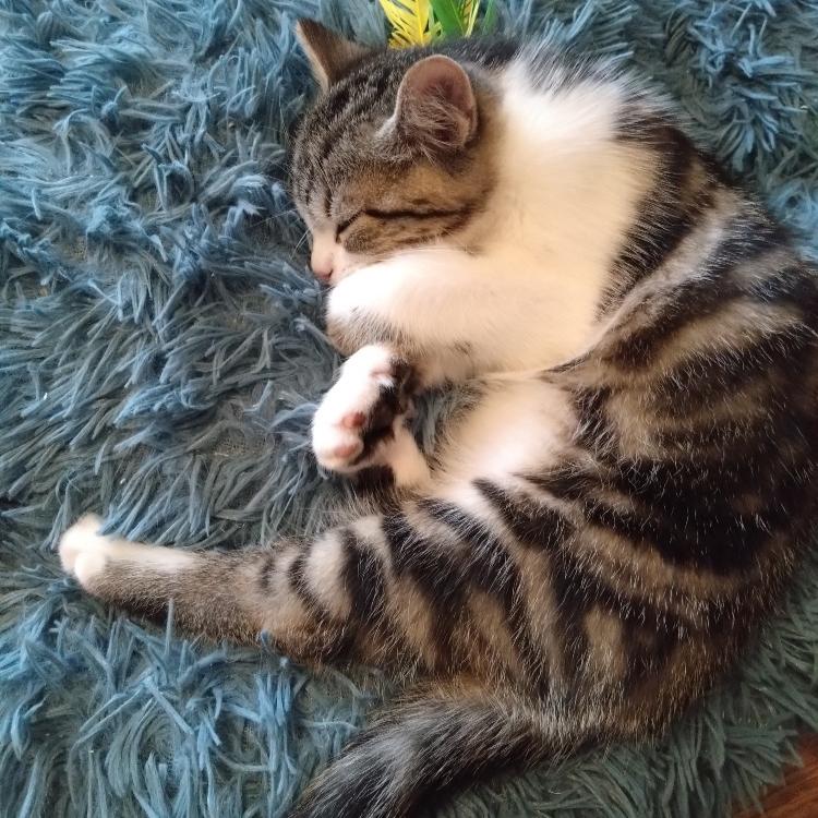 Photo de Buddy